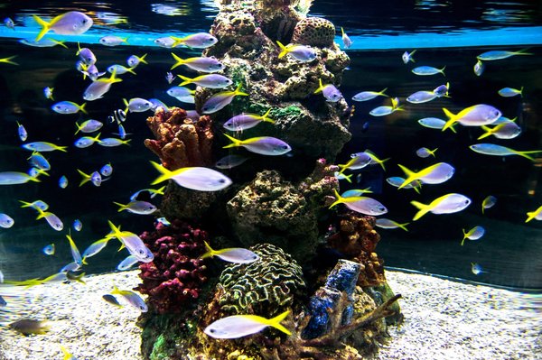 Quels sont les poissons d'aquarium les plus populaires?