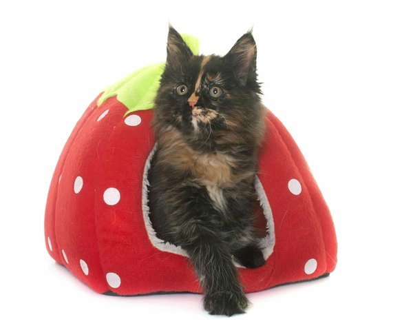 Choisir une niche confortable pour son chat