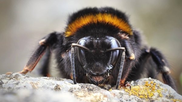 Comment se débarrasser d'une colonie de bourdons envahissante ?